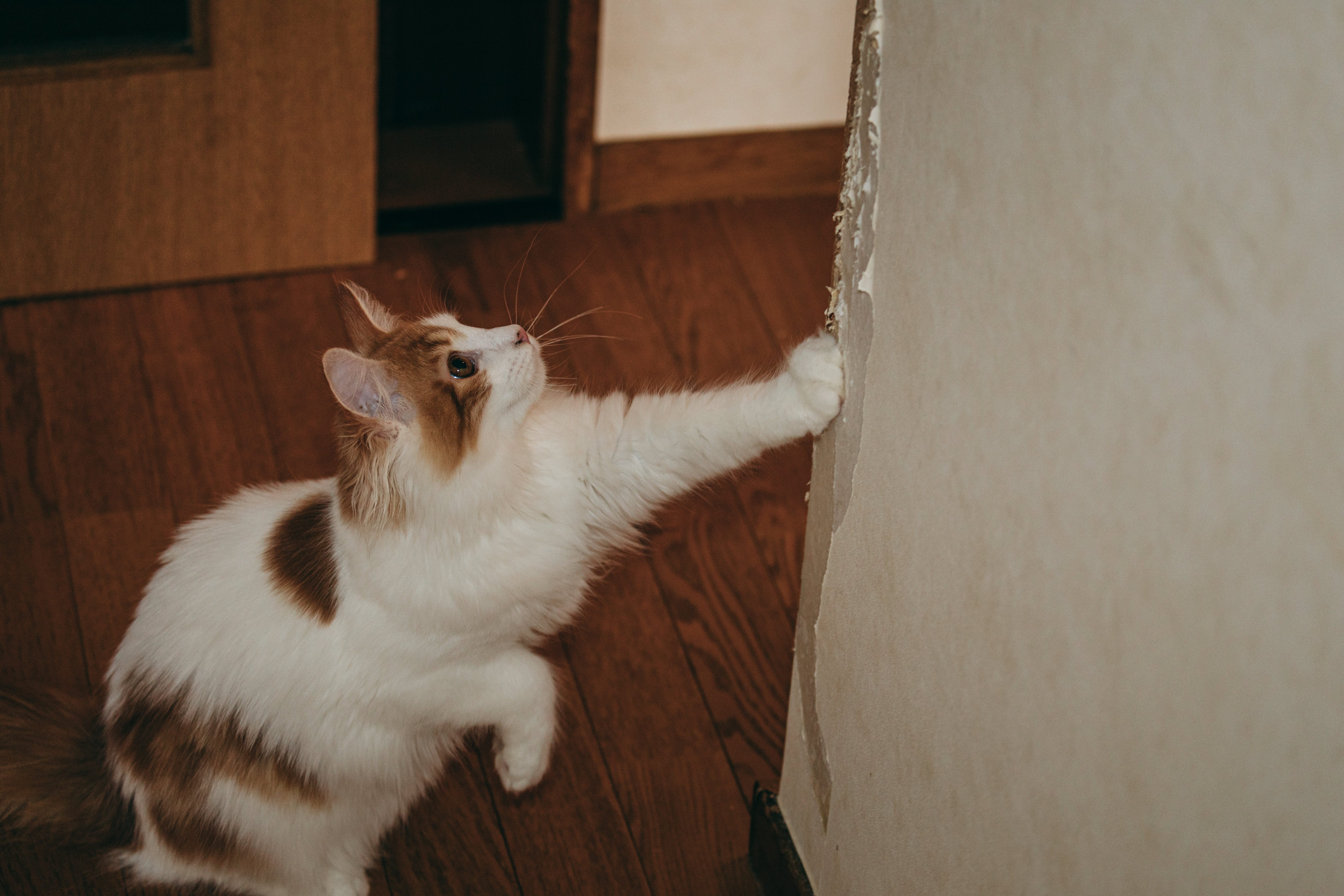 壁紙がボロボロになるまで爪とぎする猫の無料写真素材 - ID.74853