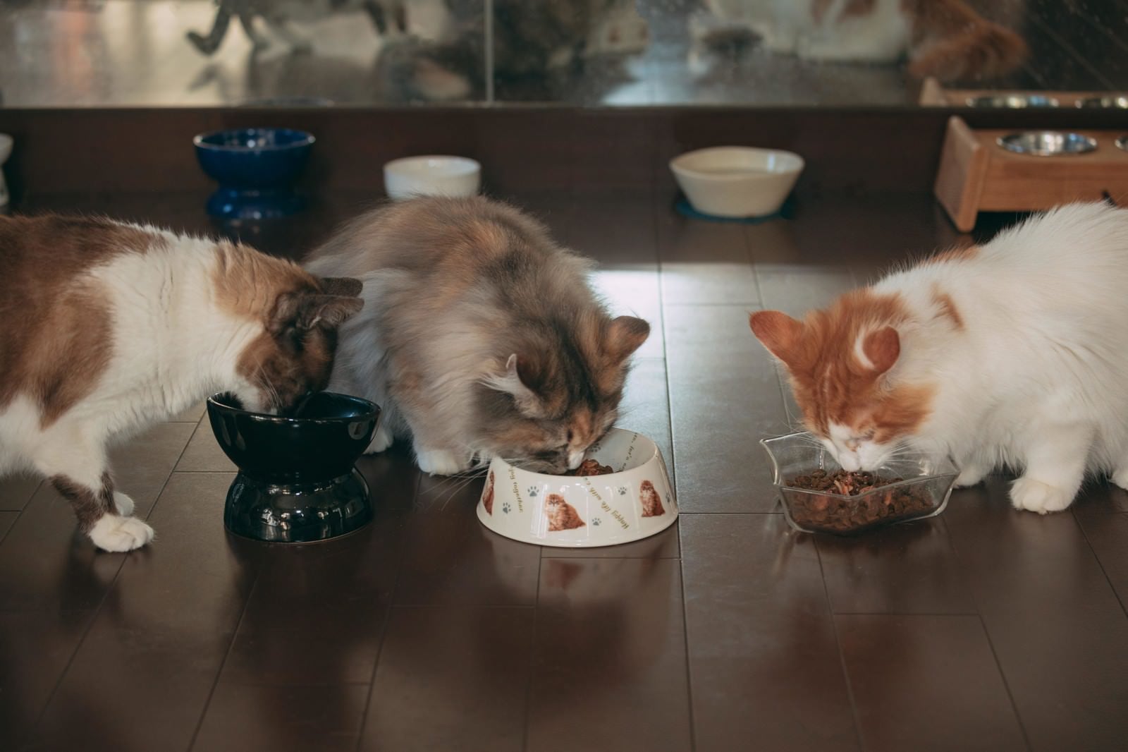 「三匹の猫のごはん」の写真
