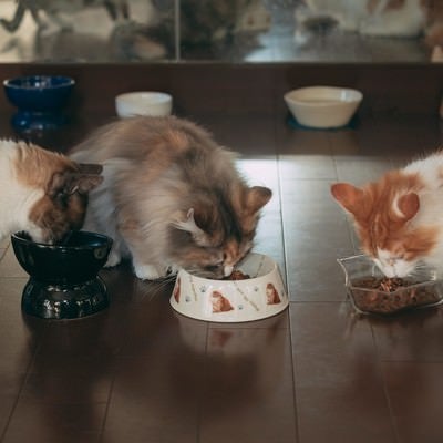 三匹の猫のごはんの写真