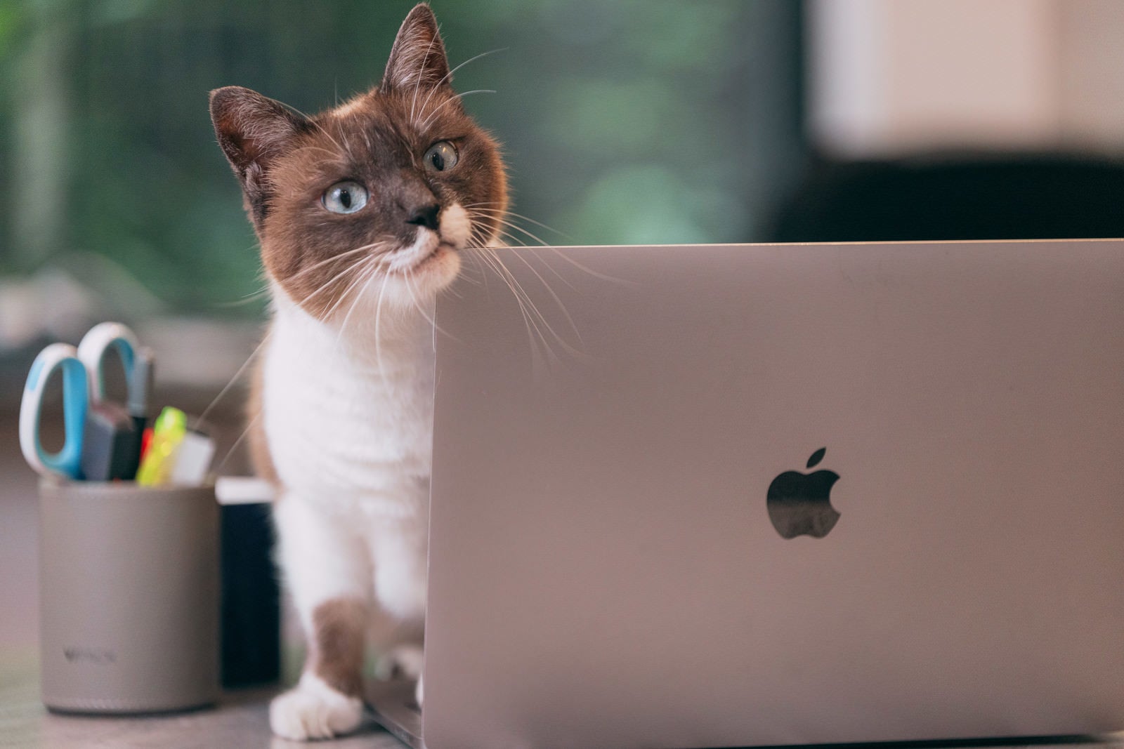 「ノートパソコン越しに様子をうかがう猫」の写真［モデル：プー］