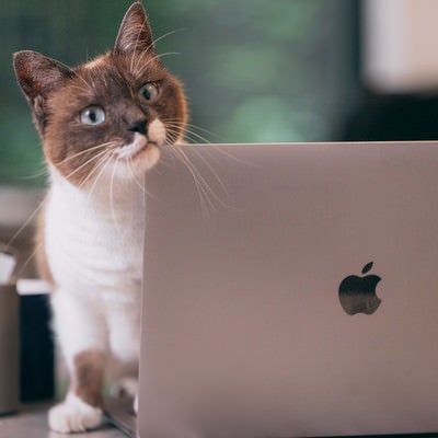 ノートパソコン越しに様子をうかがう猫の写真