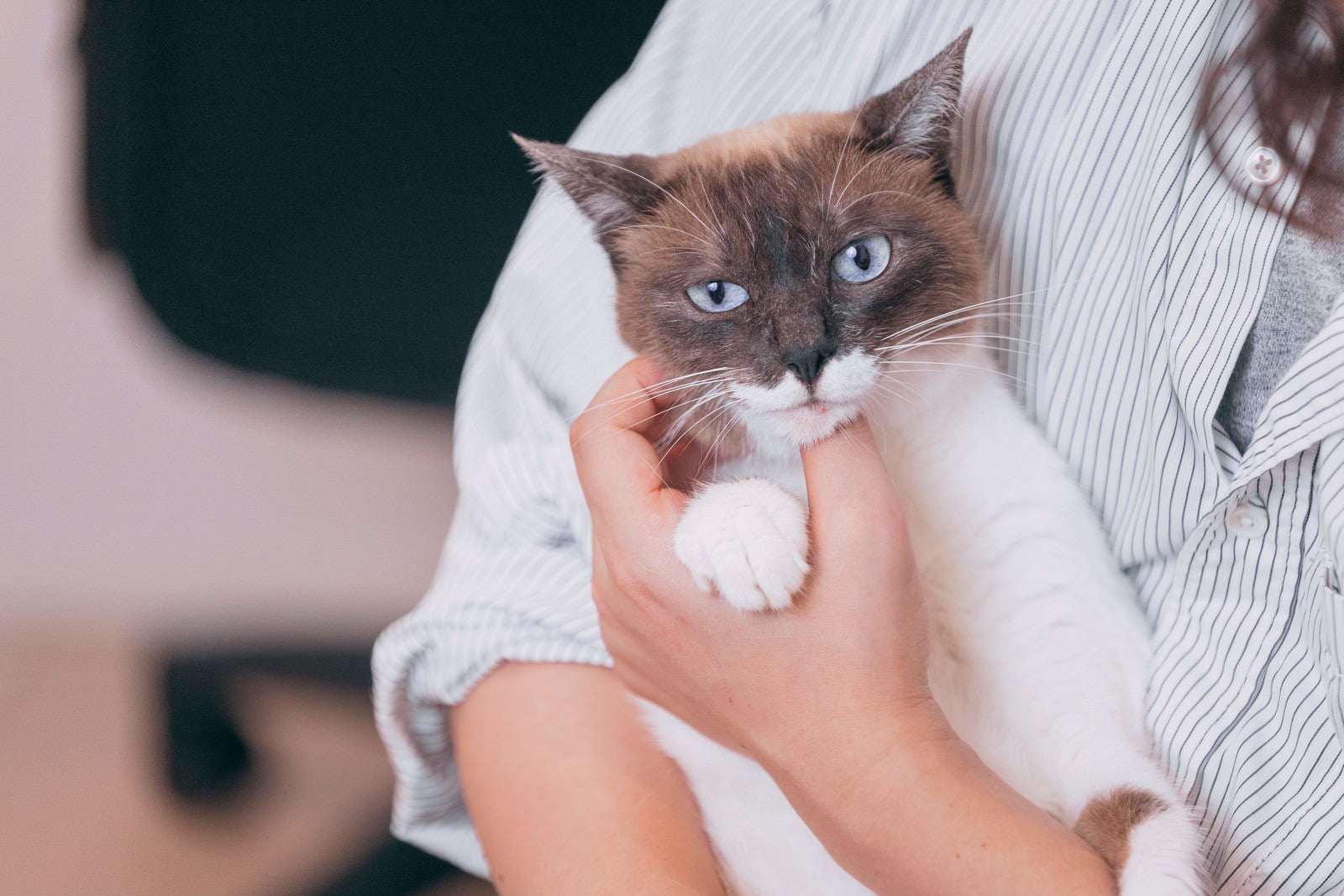 「抱っこを鬱陶しがる猫」の写真［モデル：プー］