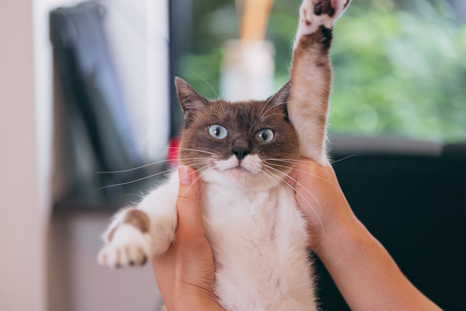 「飼い主に挙手させられる猫」の写真［モデル：プー］
