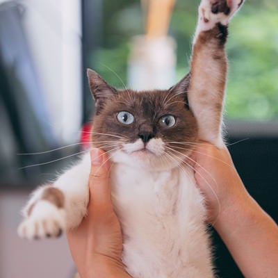 飼い主に挙手させられる猫の写真