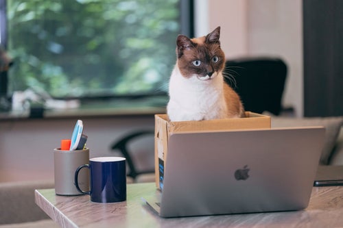 ノートパソコンを覗き込む段ボールの中の猫の写真