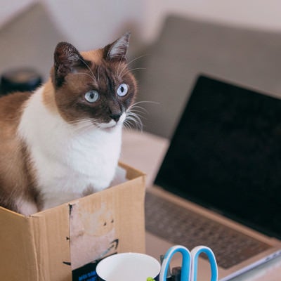 ノートパソコン横の段ボールにステイする猫の写真