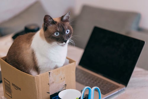 ノートパソコン横の段ボールにステイする猫の写真