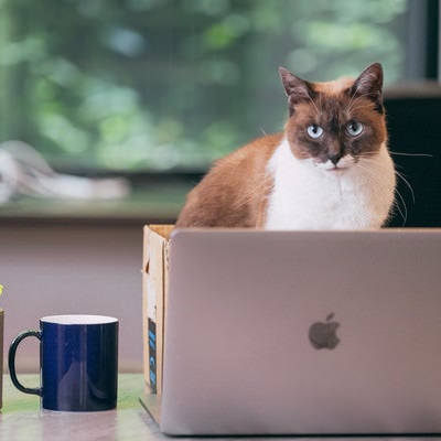 ノートパソコンの奥からこちらを凝視する猫社長の写真
