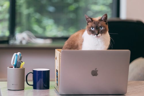 ノートパソコンの奥からこちらを凝視する猫社長の写真