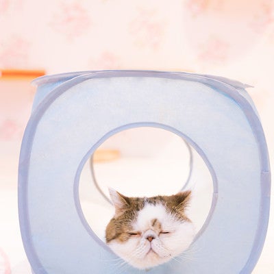 猫ボックスで爆睡するエキゾチックショートヘアの写真