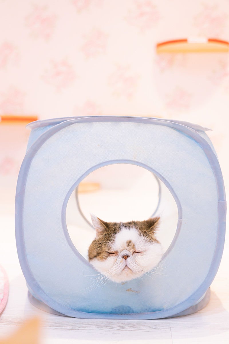 「猫ボックスで爆睡するエキゾチックショートヘア」の写真