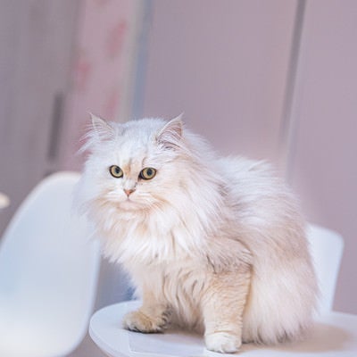 ふわふわペルシャ猫の写真