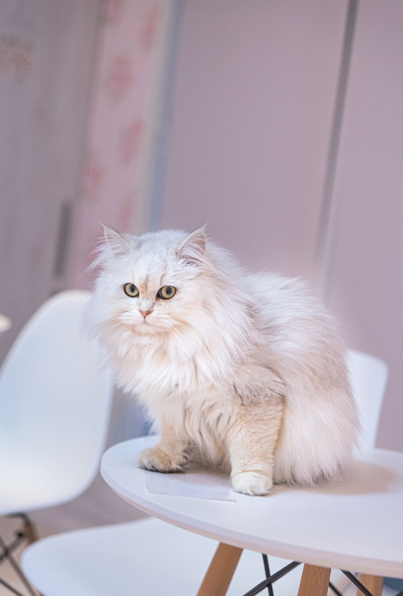 「ふわふわペルシャ猫」の写真