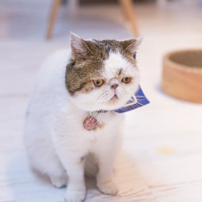 【悲報】ニャース、進化に失敗の写真