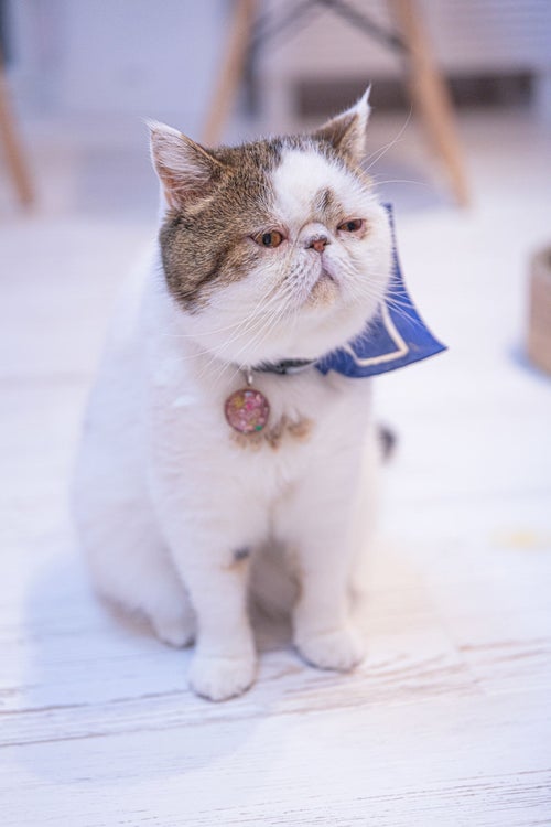 リストラを宣告された中年のような表情のエキゾチックショートヘア（猫）の写真