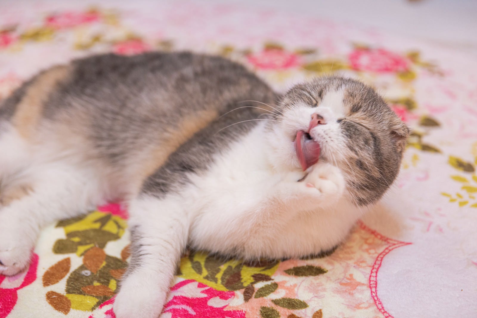 「舌でグルーミング（毛づくろい）する猫」の写真