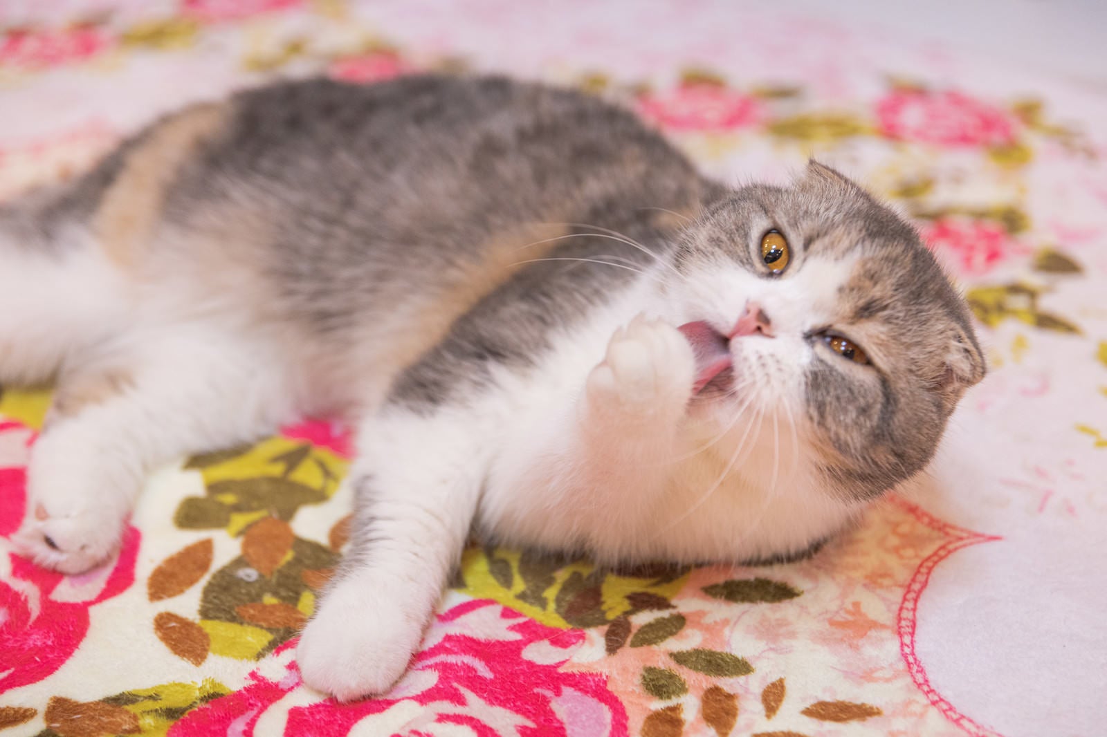 「肉球をペロペロする猫」の写真