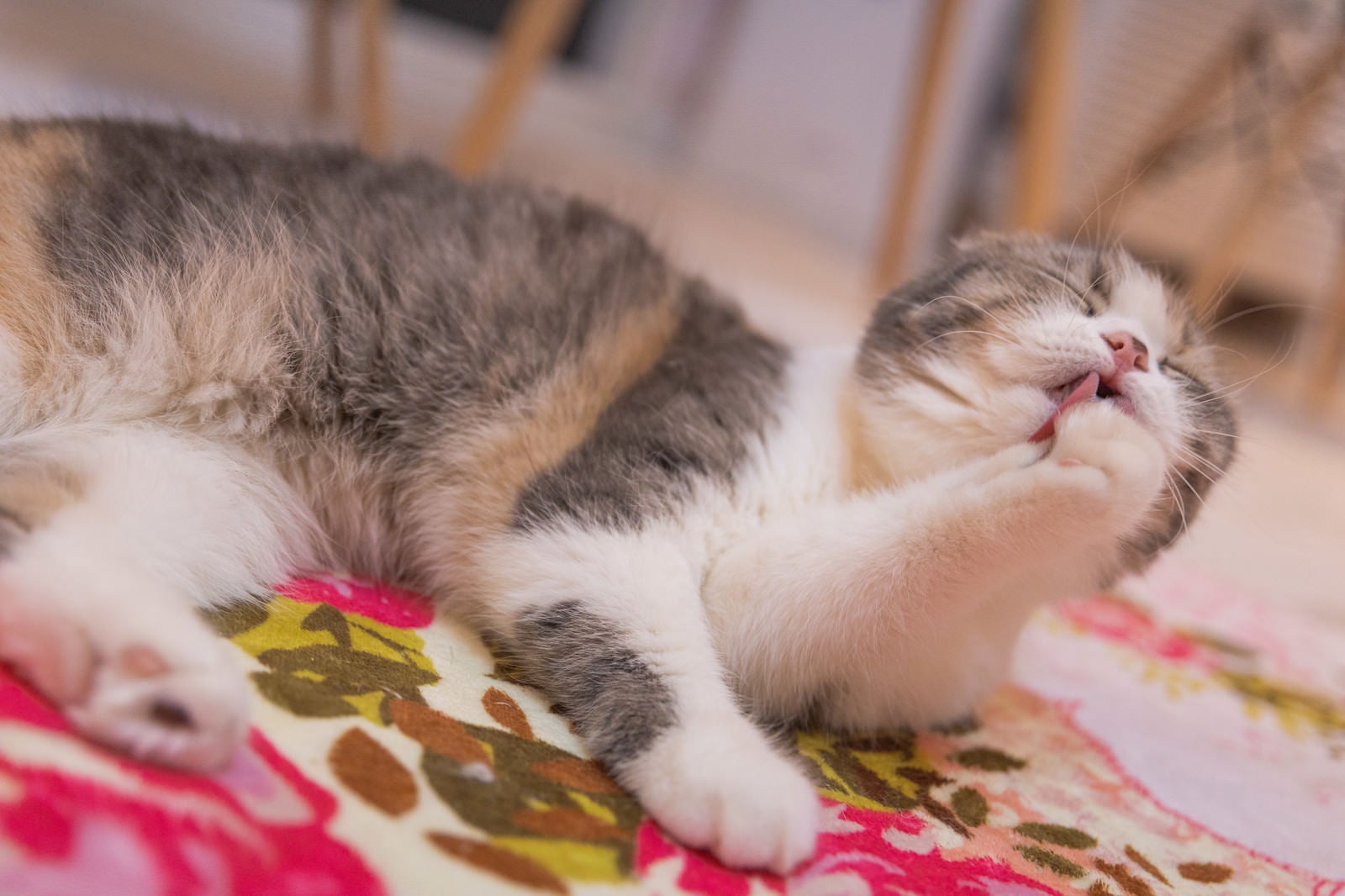 「腕をペロペロ舐める仕草（猫）」の写真