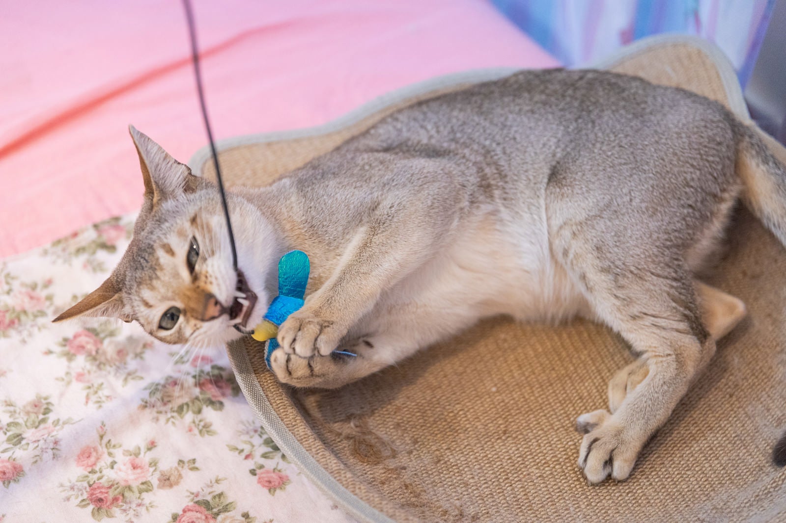 「猫用のおもちゃでシンガプーラ爆釣」の写真