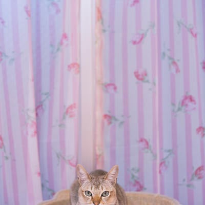 シンガプーラの猫ちゃんの写真