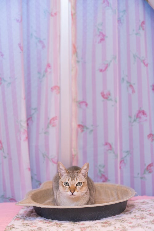 シンガプーラの猫ちゃんの写真