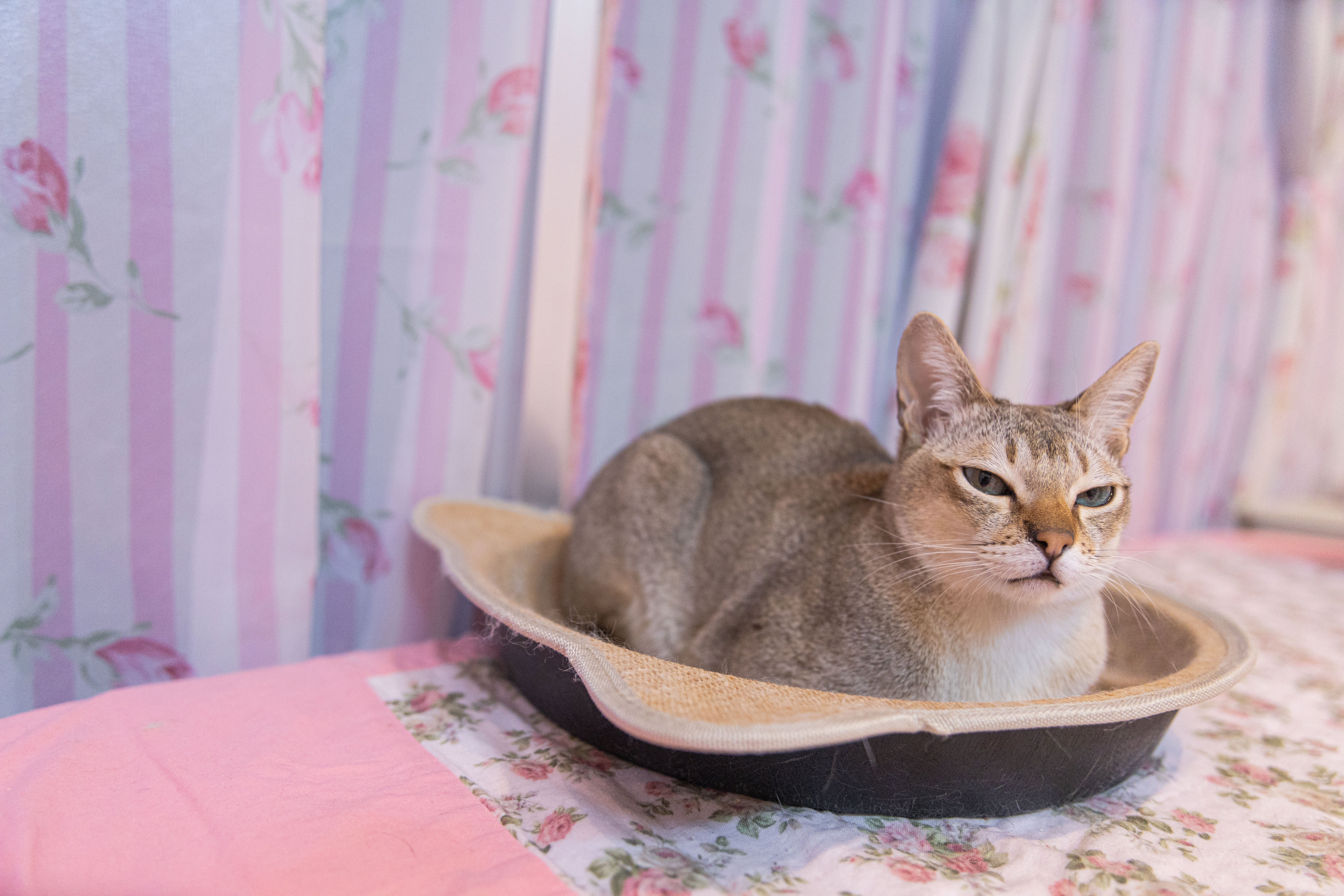 原画】『シンディー』（猫 シンガプーラ 絵画 パステル画） 【公式通販】