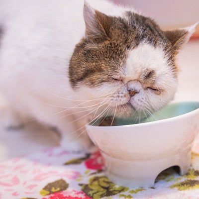 専用の容器でご飯を食べるエキゾチックショートヘア（猫）の写真