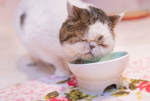 専用の容器でご飯を食べるエキゾチックショートヘア（猫）の写真