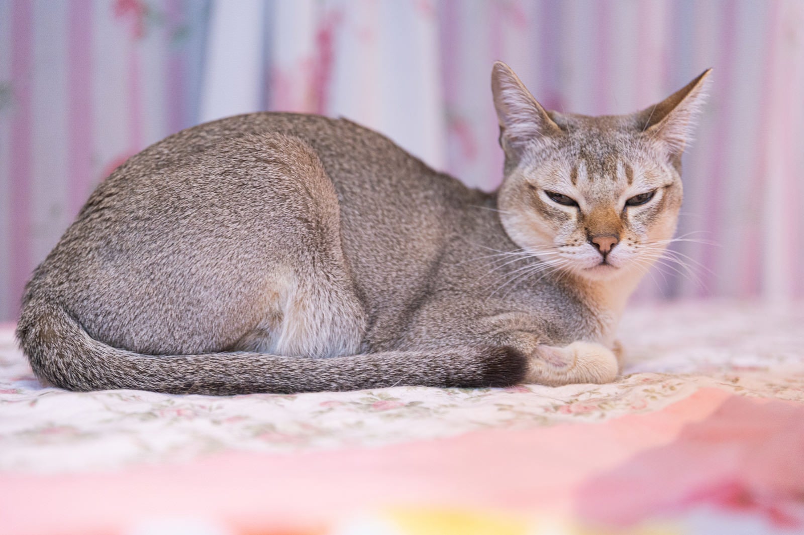 「半目猫（シンガプーラ）」の写真
