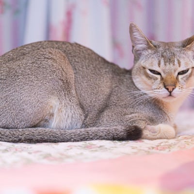 半目猫（シンガプーラ）の写真