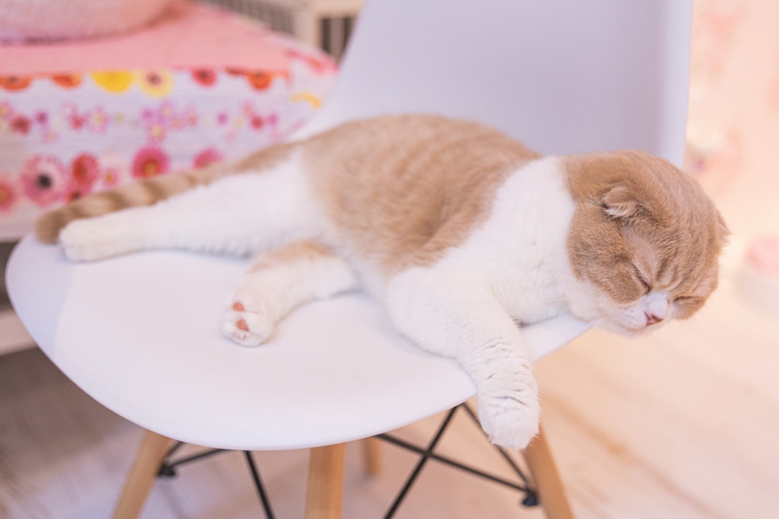 「椅子の上で寝落ち猫」の写真