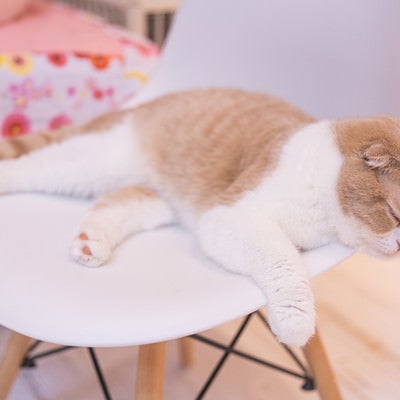 椅子の上で寝落ち猫の写真