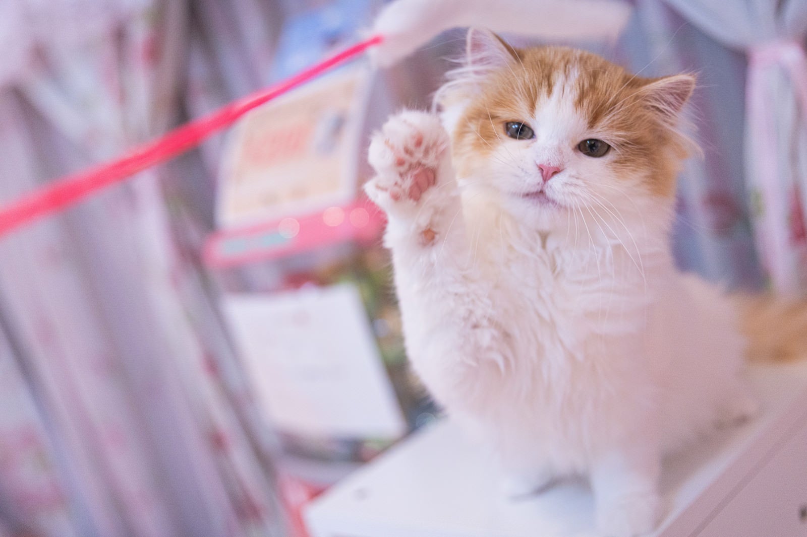 「小さな肉球が可愛いスコティッシュフォールドの子猫」の写真