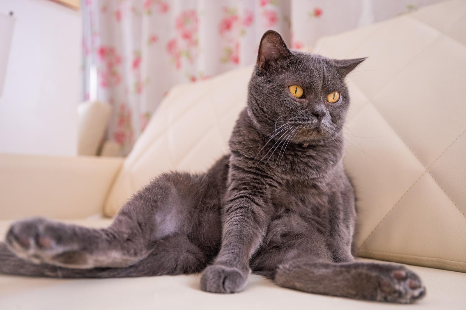 「ソファーでくつろぐ黒猫」の写真