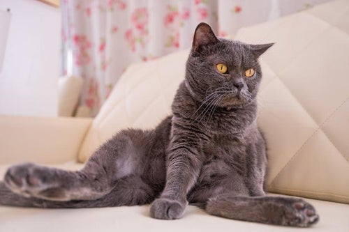 ソファーでくつろぐ黒猫の写真