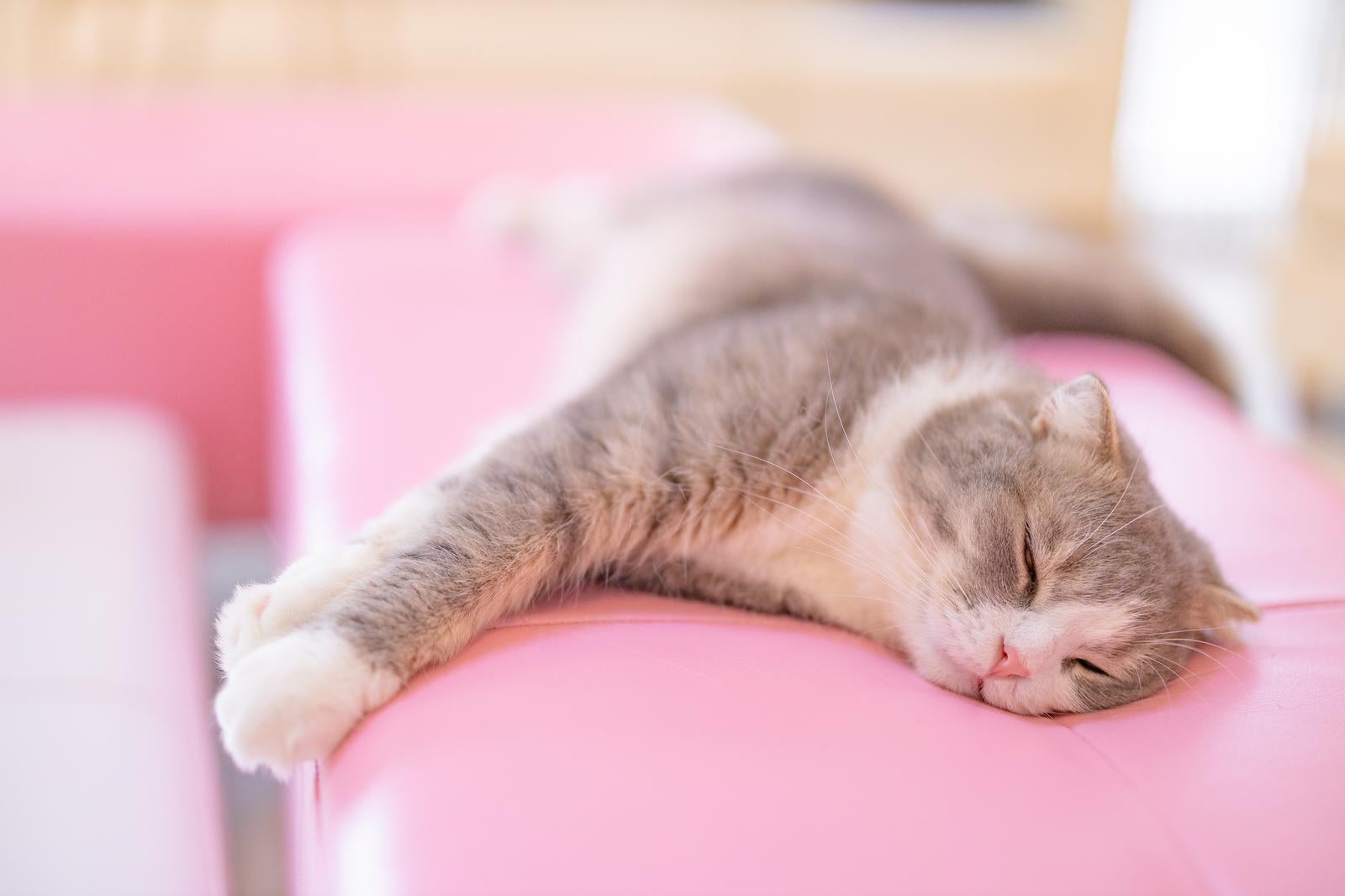 「ピンクのクッションで横たわる猫」の写真