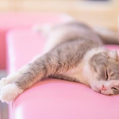 ピンクのクッションで横たわる猫の写真