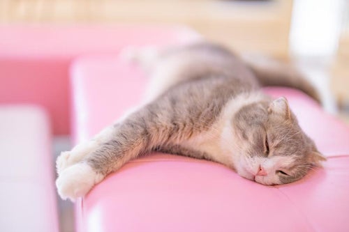 ピンクのクッションで横たわる猫の写真