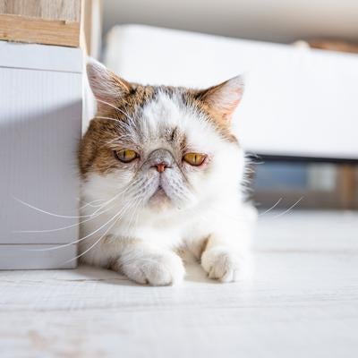 はじっこでぶーたれるエキゾチックショートヘアの茶白猫の写真