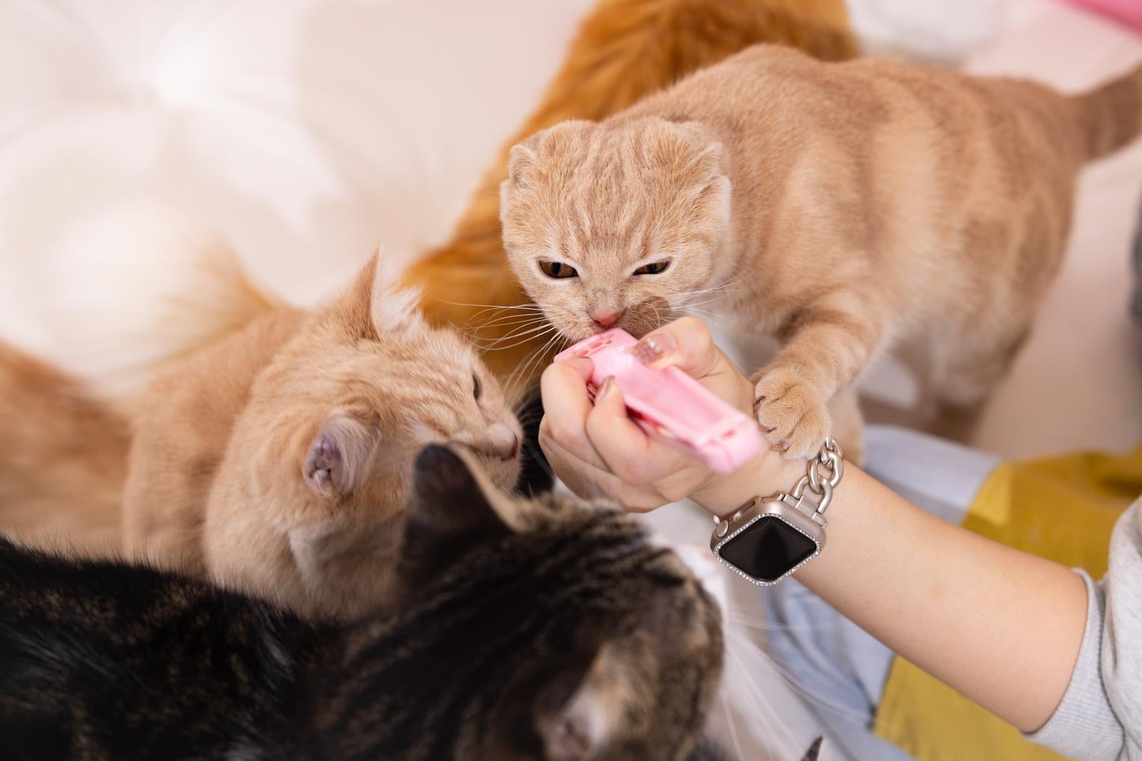 「チュールに夢中の猫カフェのにゃんこ」の写真