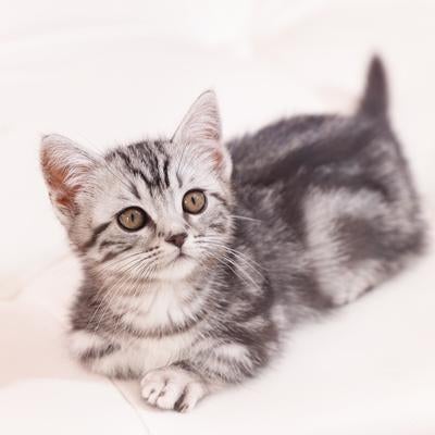 マンチカンとアメリカンショートヘアの子猫の写真