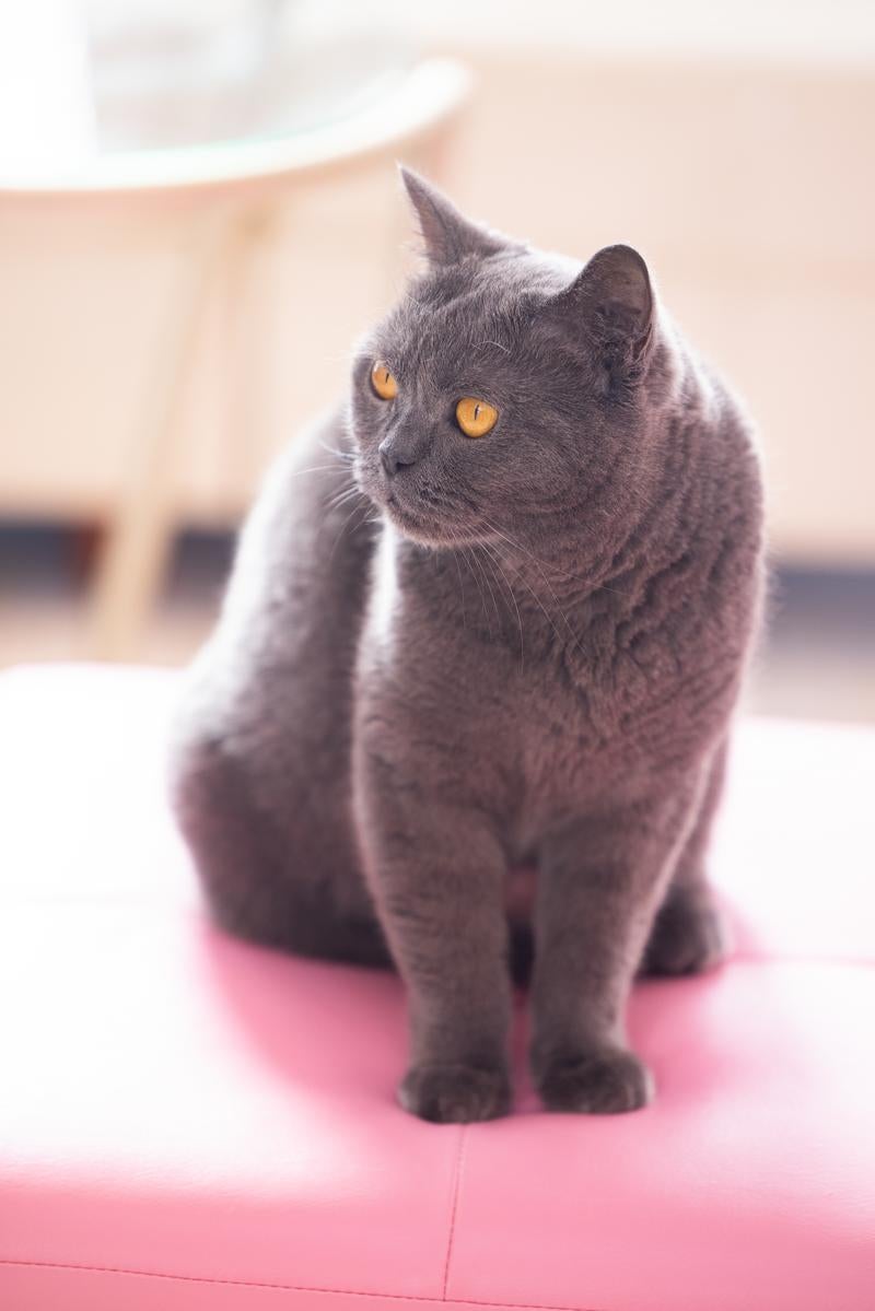 「眼光鋭い黒猫」の写真