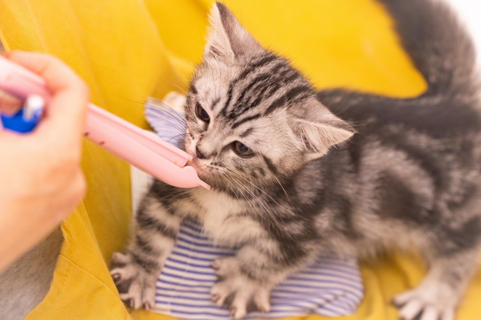 「一心不乱に猫用の液状おやつを食べる子猫」の写真