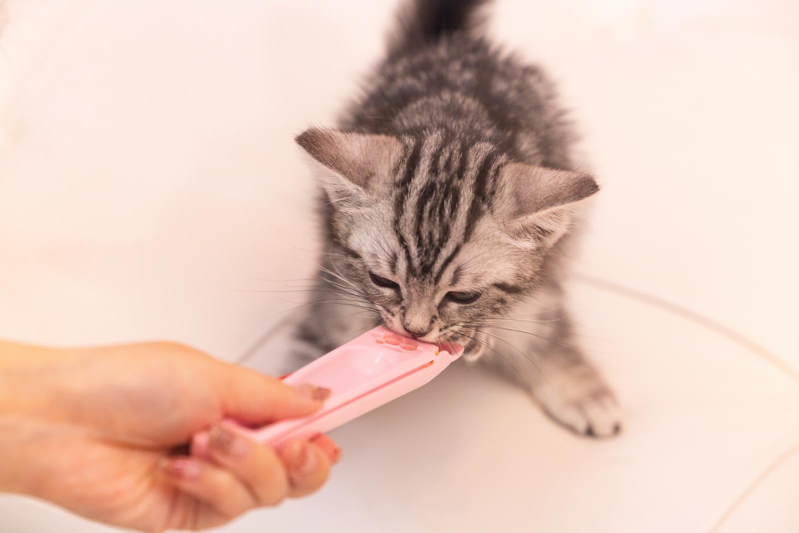 「夢中でちゃおちゅ～るを食べる子猫」の写真