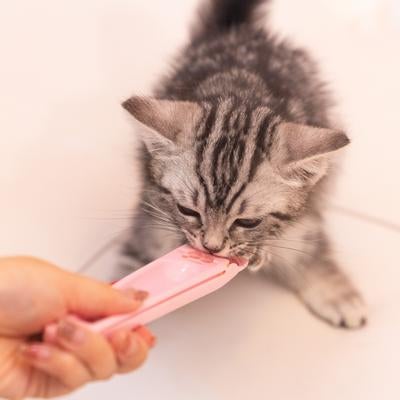 夢中でちゃおちゅ～るを食べる子猫の写真