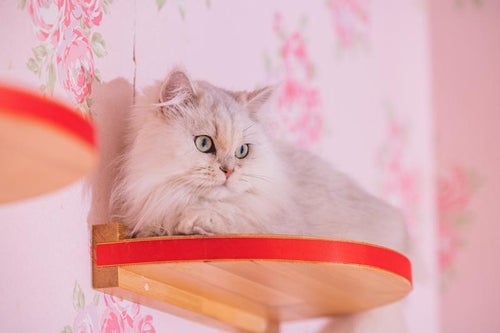 キャットステップの上でくつろぐペルシャ猫「わたげ」の写真