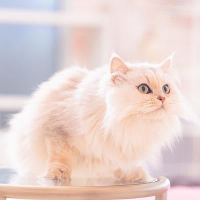フッサフサのペルシャ猫の写真