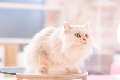 フッサフサのペルシャ猫の写真