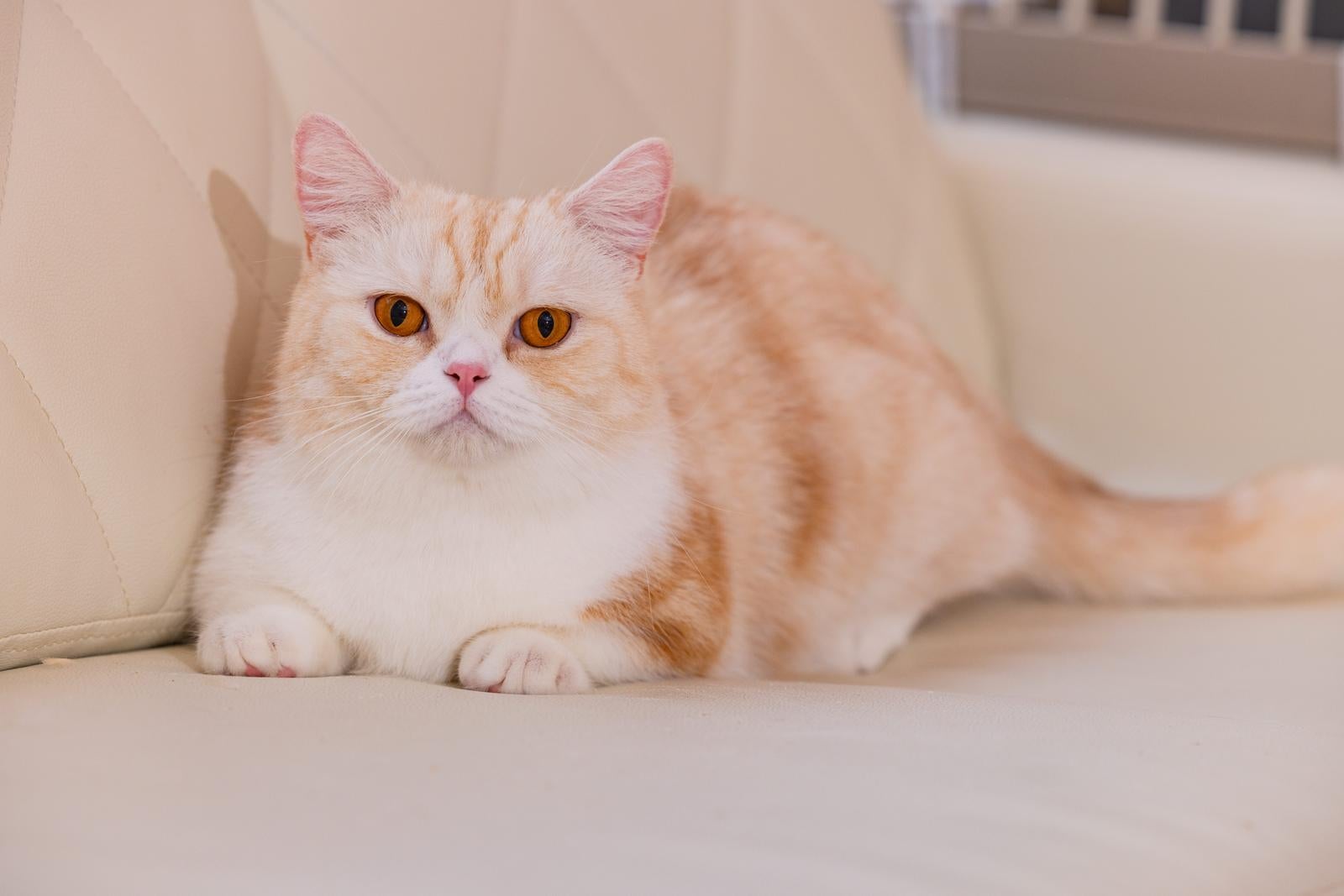 「愛嬌のある短足猫ちゃんマンチカン」の写真