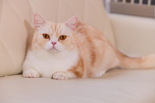 愛嬌のある短足猫ちゃんマンチカンの写真